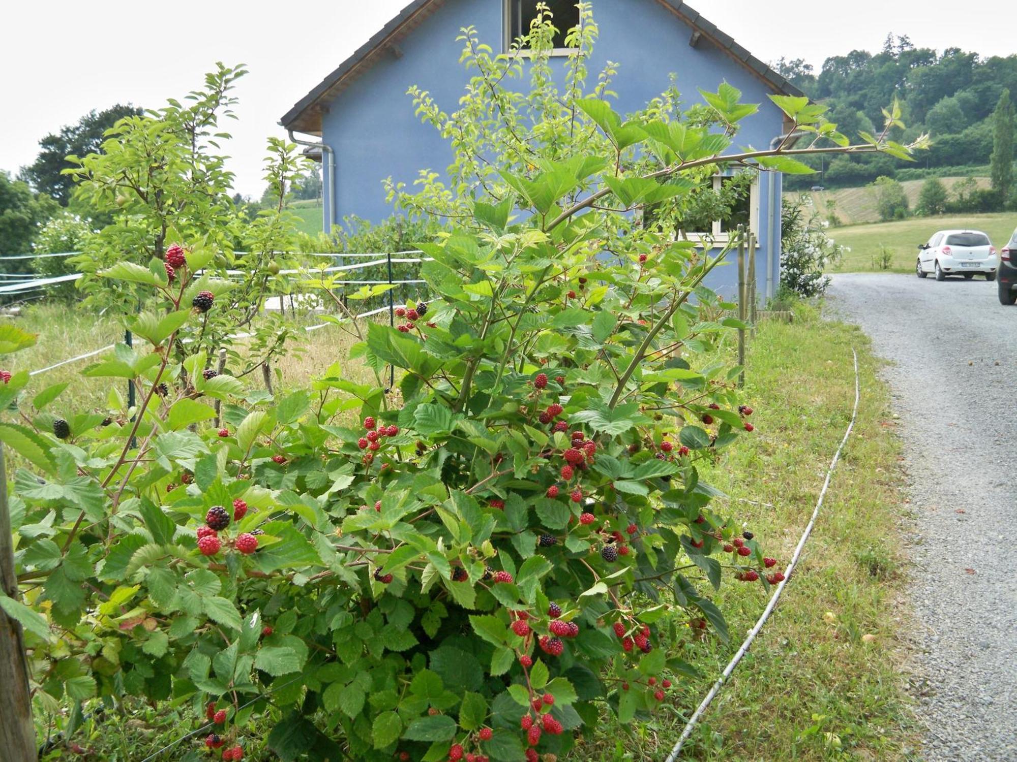 Chambres D'Hotes Relais Milord Estialescq Exterior foto